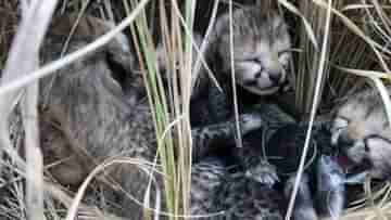 Cheetah Cub: কুনো জাতীয় উদ্যানে বাড়ল বন্যপ্রাণ, চার শাবকের জন্ম দিল চিতা