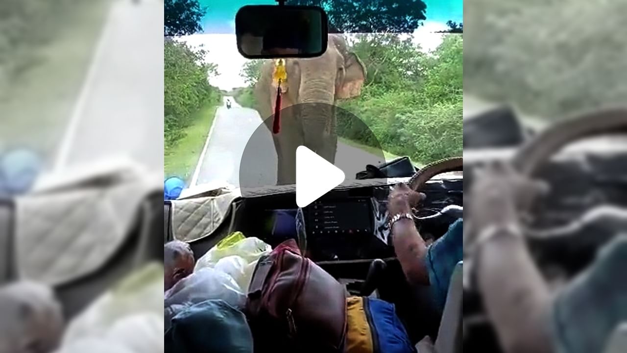 Elephant Viral Video: পর্যটকদের পথ আটকাল হাতি