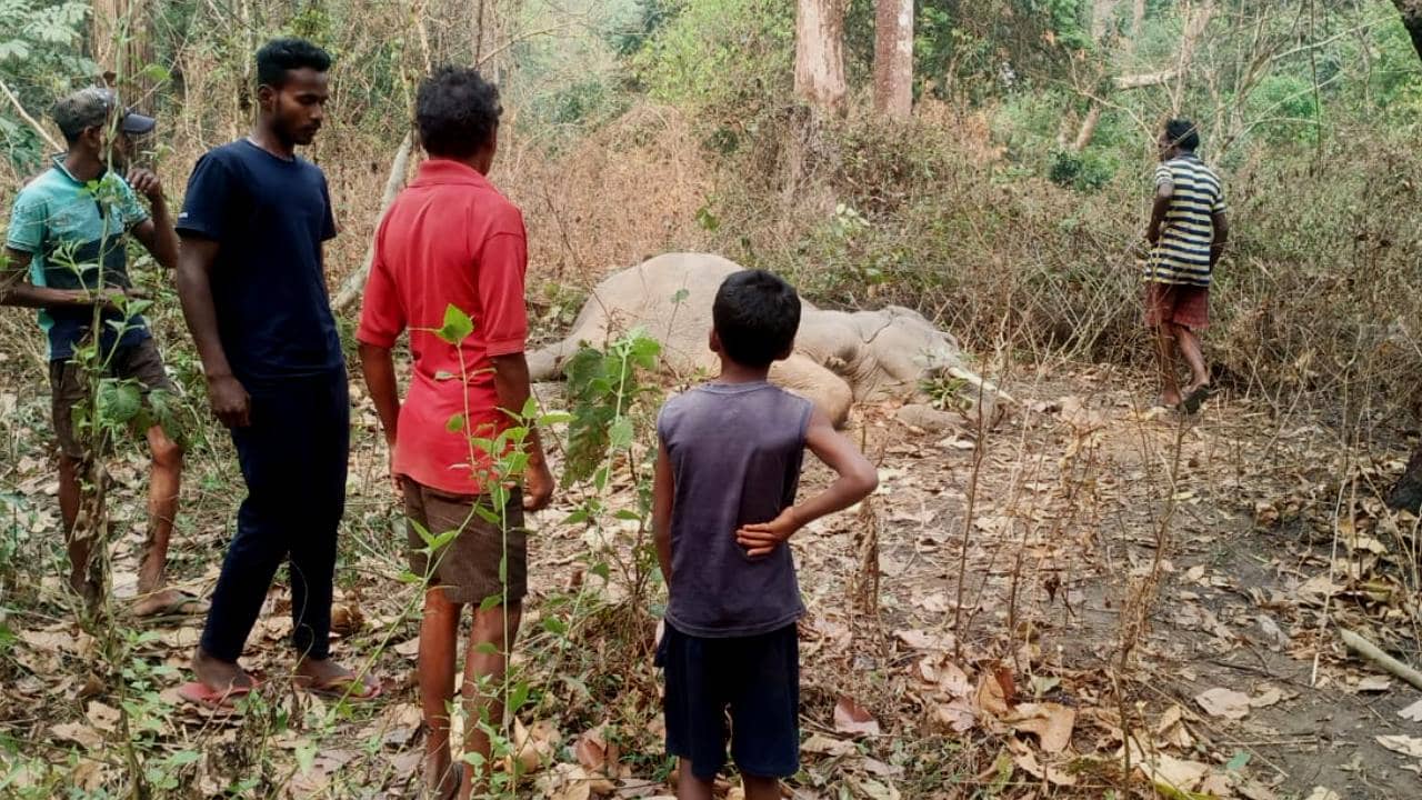 Elephant Death : গুলিতে ঝাঁঝরা বুনো হাতি, সেনাবাহিনীর ফায়ারিং রেঞ্জ নিয়ে জলপাইগুড়িতে বাড়ছে উদ্বেগ