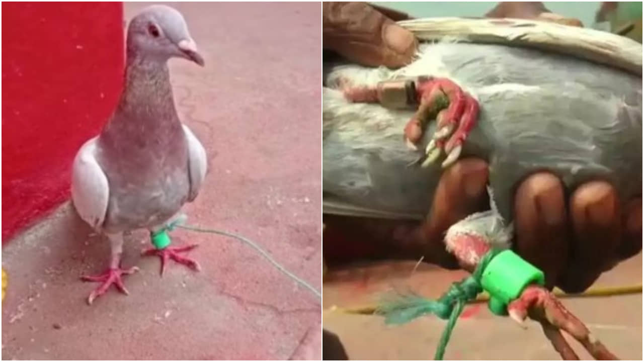 Spy Pigeons: ওড়িশা উপকূলে রহস্যময় পায়রা; পায়ে লাগানো যন্ত্রপাতি, ডানায় অচেনা ভাষার লেখা