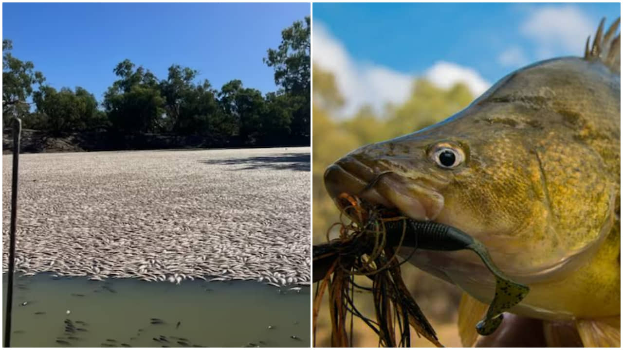 Australia: নদীর বুকে লক্ষ লক্ষ মরা মাছের কার্পেট, আটকে যাচ্ছে নৌকা; পচা গন্ধে আতঙ্কিত শহরবাসী