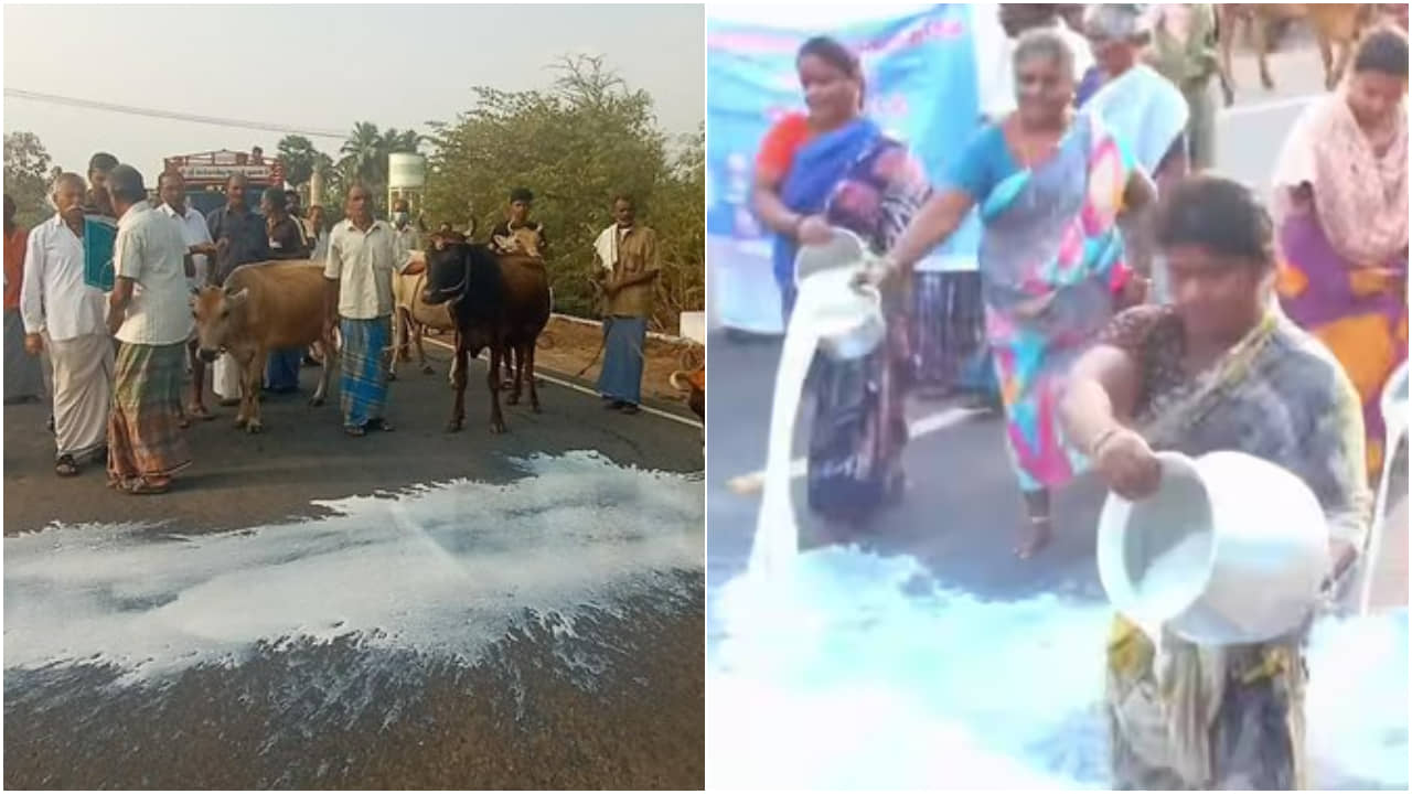Madurai: লিটার লিটার দুধে ভেসে গেল রাস্তা, চাষিদের পদক্ষেপে অস্বস্তিতে তামিলনাড়ু সরকার