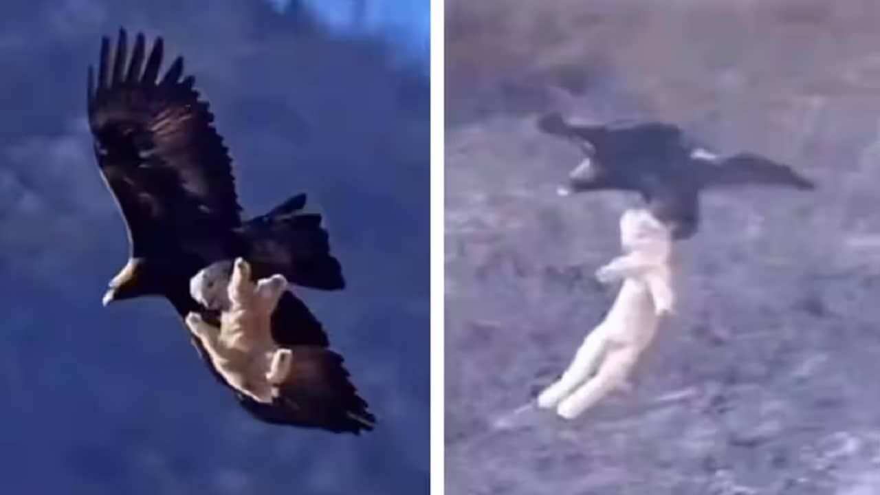 Viral Video: মেষশাবককে তুলে নিয়ে আকাশে উড়ে গেল বিরাট ঈগল, আঁতকে ওঠার মতো ভিডিয়ো ভাইরাল