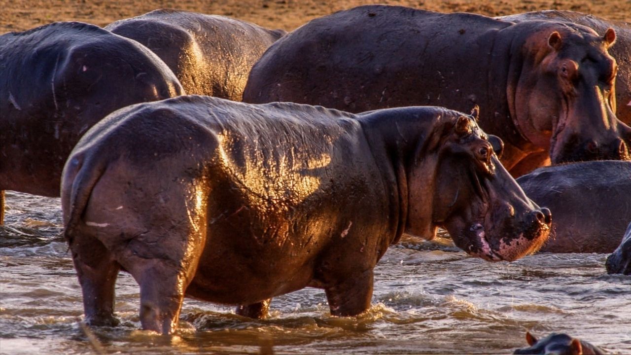 Pablo Escobar's Hippopotamus: পাবলো এসকোবারের পোষা ৬০টি জলহস্তি আসছে ভারতে, আনার খরচ চোখ কপালে তোলার মতো