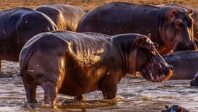 Pablo Escobar's Hippopotamus: পাবলো এসকোবারের পোষা ৬০টি জলহস্তি আসছে ভারতে, আনার খরচ চোখ কপালে তোলার মতো Pablo Escobar's Hippopotamus: পাবলো এসকোবারের পোষা ৬০টি জলহস্তি আসছে ভারতে, আনার খরচ চোখ কপালে তোলার মতো