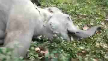 Jalpaiguri Elephant: শরীরে বোমার ক্ষত, রক্ত ঝরছে ঘা দিয়ে, আবারও জঙ্গল থেকে রহস্যজনকভাবে উদ্ধার দুই দাঁতালের নিথর শরীর