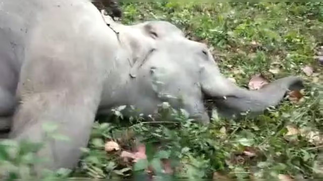 Jalpaiguri Elephant: শরীরে বোমার ক্ষত, রক্ত ঝরছে ঘা দিয়ে, আবারও জঙ্গল থেকে রহস্যজনকভাবে উদ্ধার দুই দাঁতালের নিথর শরীর