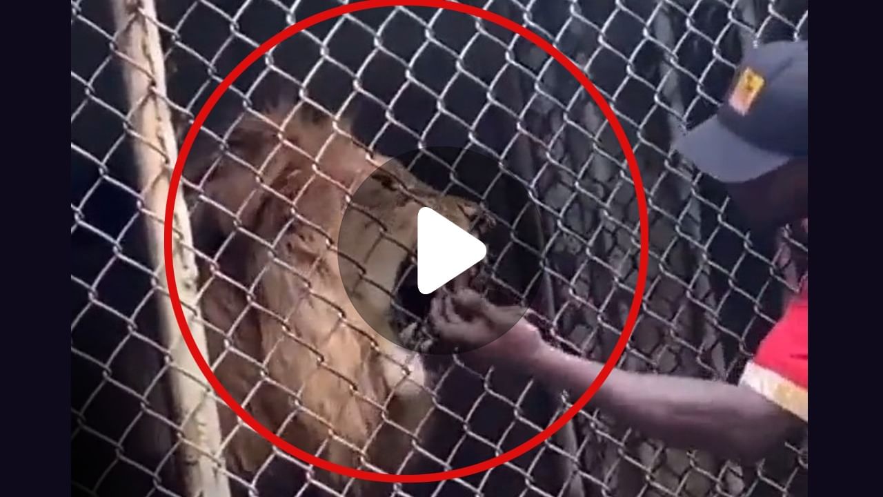 Viral Video On Lion: সিংহের সঙ্গে খুনসুটির ভয়ঙ্কর পরিণতি