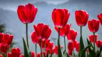 Kashmir Tulip Garden: ১৫ লক্ষ টিউলিপে সাজছে ভূস্বর্গ, বসন্তের আবহে বাঙালি পর্যটকদের ভিড় উপত্যকায়
