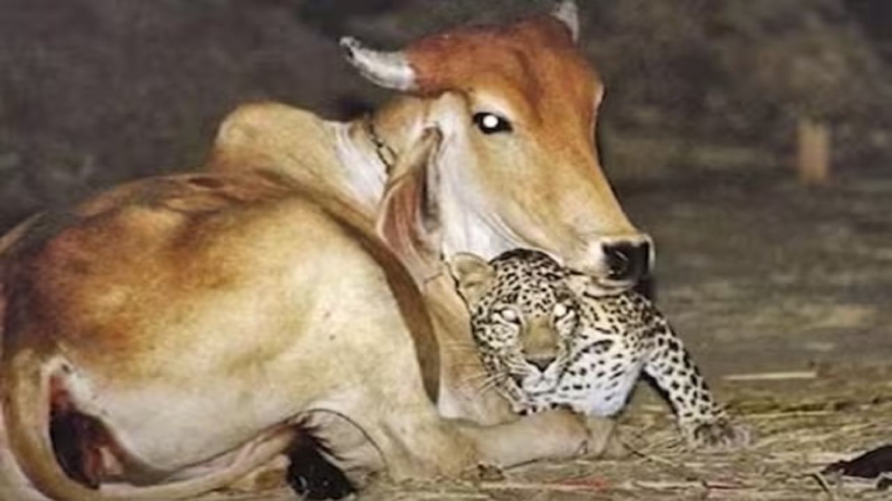 Leopard And Cow: গরুর কোলে শুয়ে রয়েছে লেপার্ড, 21 বছর আগের গুজরাতের ছবি নতুন করে ভাইরাল