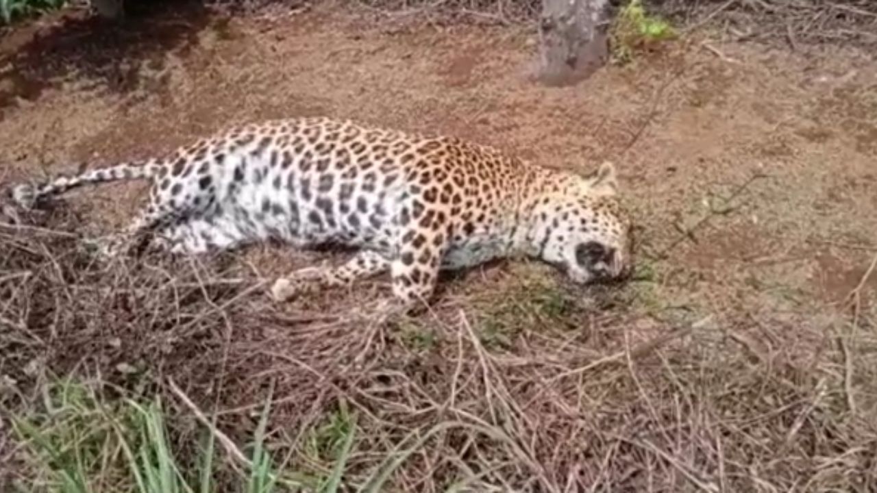 Leopard Body: চা বাগানের ফাঁক দিয়ে ছিট্ ছিট্ শরীরটা দেখতে পেয়েছিলেন শ্রমিকরা, আবারও ডুয়ার্সে মৃত্যু ঘিরে ধন্দ