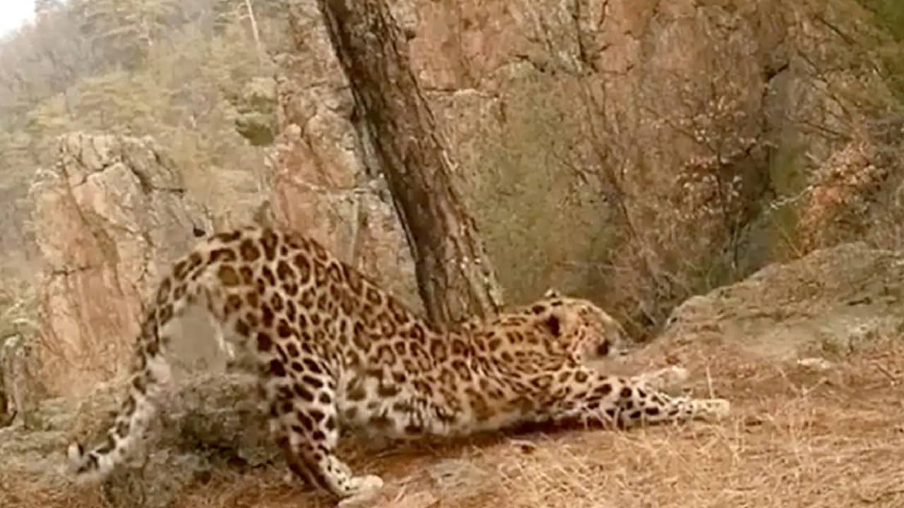 Viral Video: কাকভোরে লেপার্ডের সূর্য নমস্কারের ভিডিয়ো ভাইরাল, ফিটনেস ফ্রিক আখ্যা নেটিজ়েনদের