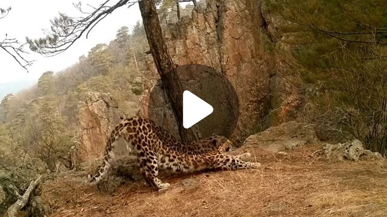 Leopard Viral Video: ভাইরাল ভিডিয়ো, সাত সকালে সূর্য নমস্কার করছে একটি লেপার্ড