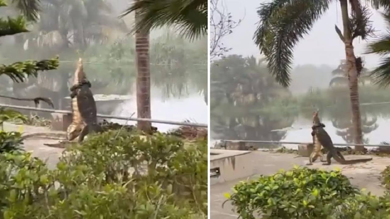 Viral Video: প্লেসমেন্টের পর IIM Calcutta ক্যাম্পাসে দুই গোসাপের সেলিব্রেশন! নেটদুনিয়ায় তুমুল ভাইরাল