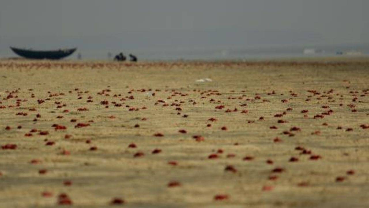 Low budget Beach: দোল বাড়িতে বসে কাটাতে চান না? পকেটে ৩,০০০ টাকা নিয়ে বেড়িয়ে পড়ুন বগুড়ানের উদ্দেশ্যে