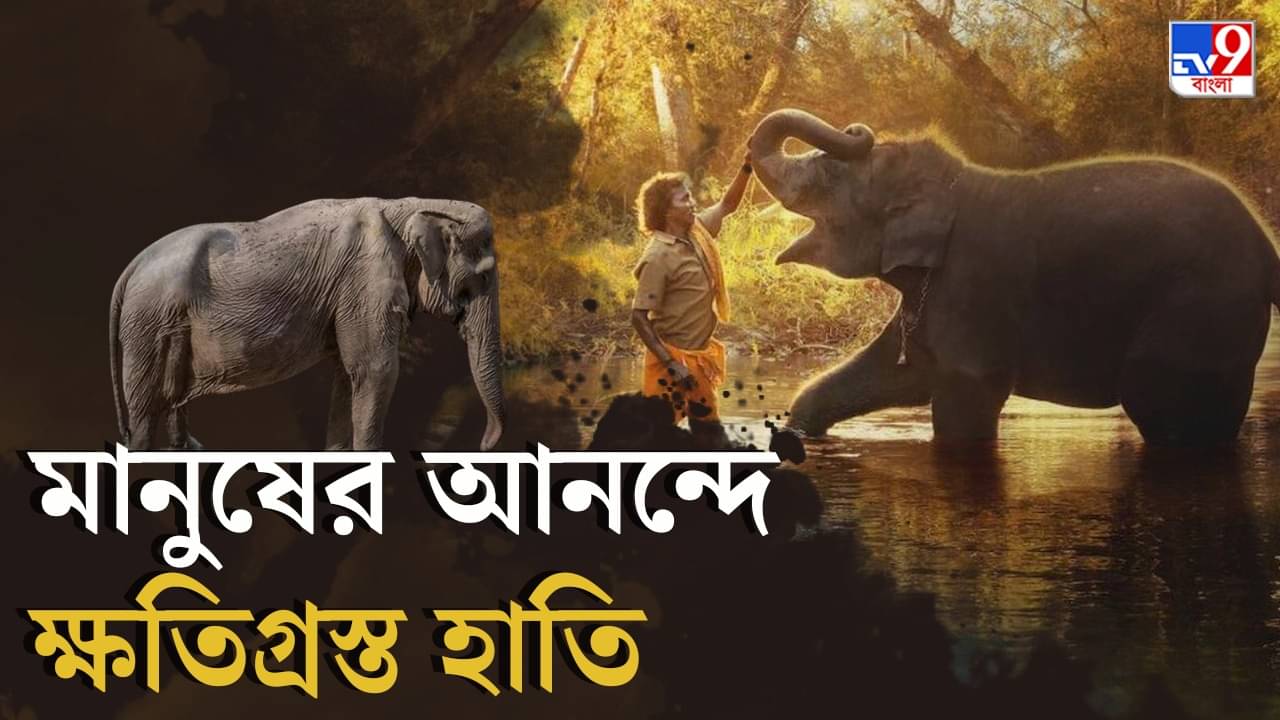 Elephant Tourism: পিঠেতে মানুষের ‘বোঝা’র ভার, পর্যটক বয়ে বেড়ানো বিদেশি হাতির অসুস্থতায় দুশ্চিন্তা পর্যটনে