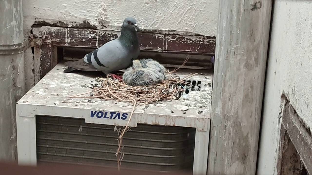 AC Cooling Tips: আপনার AC-তে পায়রার বাসা? ঘর বিন্দুমাত্র ঠান্ডা হবে না, সমাধানের উপায় জেনে নিন