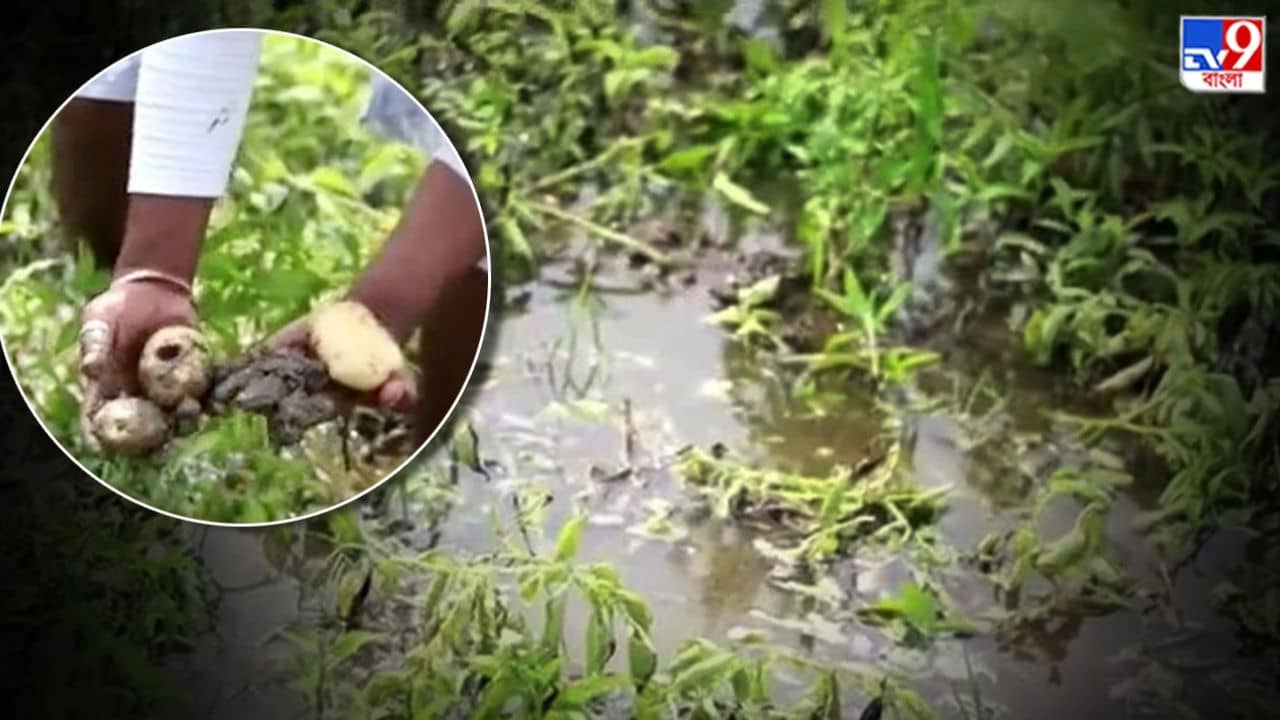 Potato: চৈত্রের অকাল বর্ষণে বিঘার পর বিঘা জলের তলায়, মাথায় হাত আলুচাষিদের