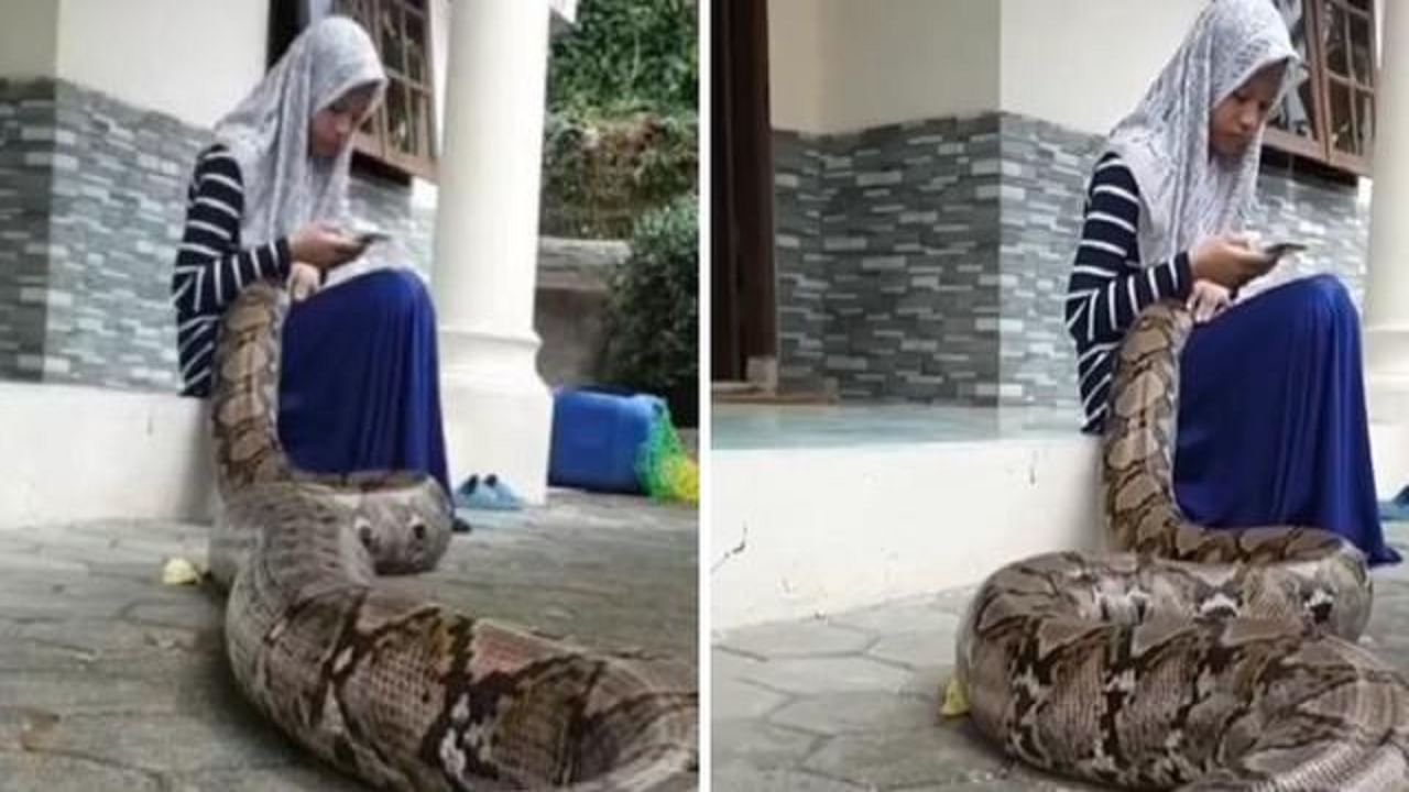 Viral Video: কোলে ইয়াব্বড় অজগর, অনায়াসে ফোন খুটখুট মহিলার, ভিডিয়ো দেখে আঁতকে উঠছে নেটপাড়া