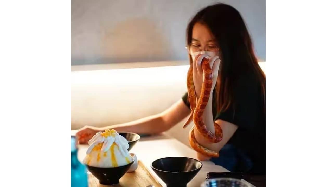 Viral Video: এই ক্যাফেতে চা খেতে গেলে ভাগ বসাতে পারে সাপ বা গিরগিটি! যাবেন নাকি?