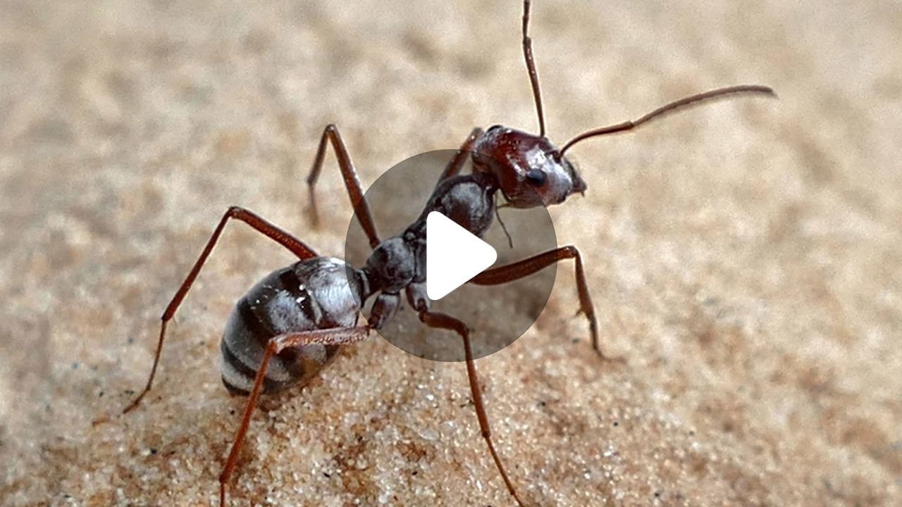 Silver Ant Of Sahara: চিতার থেকেও জোরে ছুটতে পারে এই পিঁপড়ে