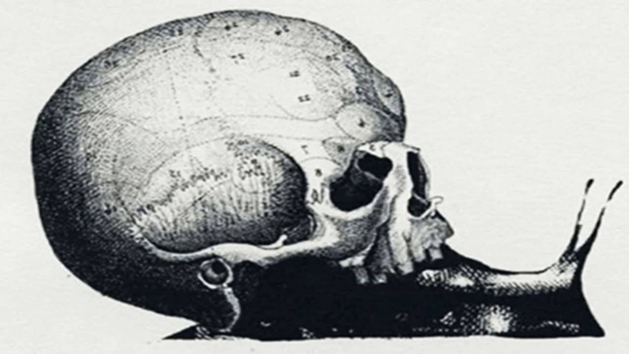 Optical Illusion: শামুক, মানচিত্র নাকি মাথার খুলি! কেরিয়ারের জন্য কোন পথটা ভাল, বলবে আপনার প্রথম দর্শন