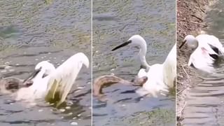 Viral Video: বল নিয়ে খেলতে গিয়ে ‘ধপাস’ বাচ্চা হাতি, কিউট ভিডিয়ো দেখে হাসবেন মন খুলে