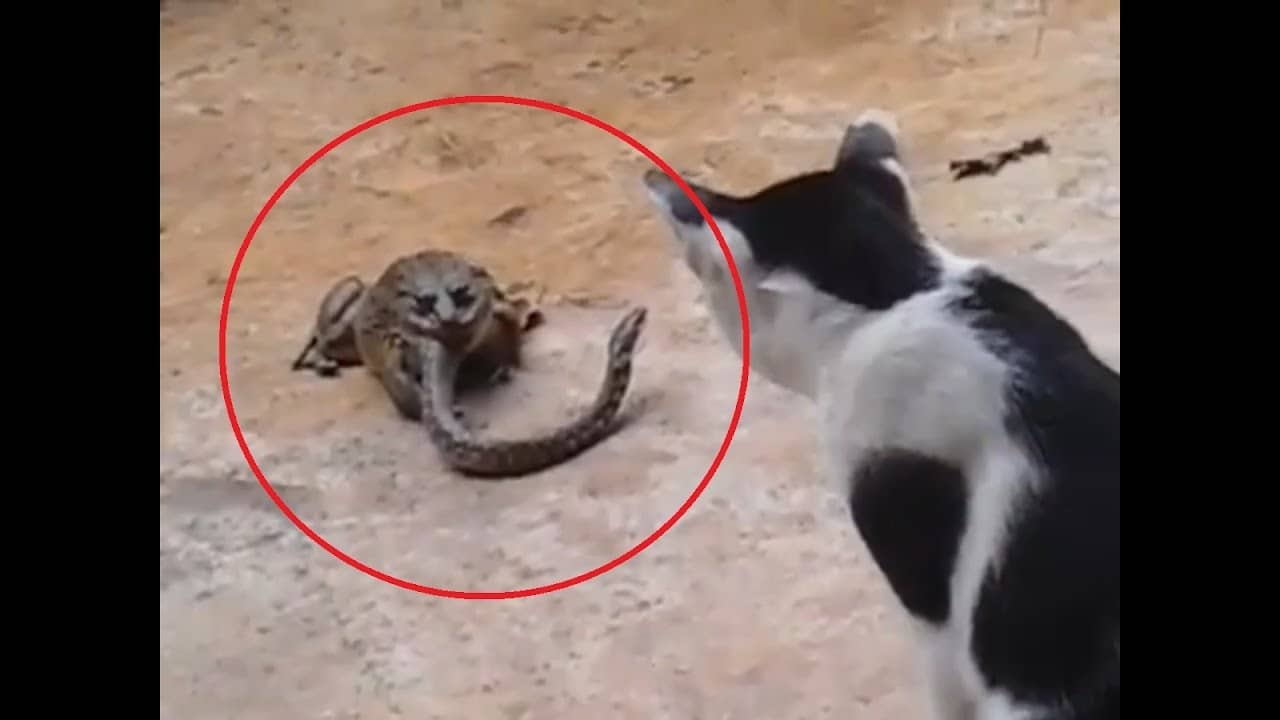 Viral Video: ব্যাঙের পেটে অর্ধেকটা; সেখান থেকেই বিড়ালের উপর হম্বিতম্বি সাপের, দেখুন কী কাণ্ড