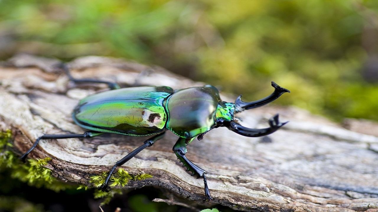 Stag Beetle: বিশ্বের সবথেকে ব্যয়বহুল পোকার সঙ্গে পরিচয় করুন, বাড়িতে থাকলে রাতারাতি আপনি কোটিপতি
