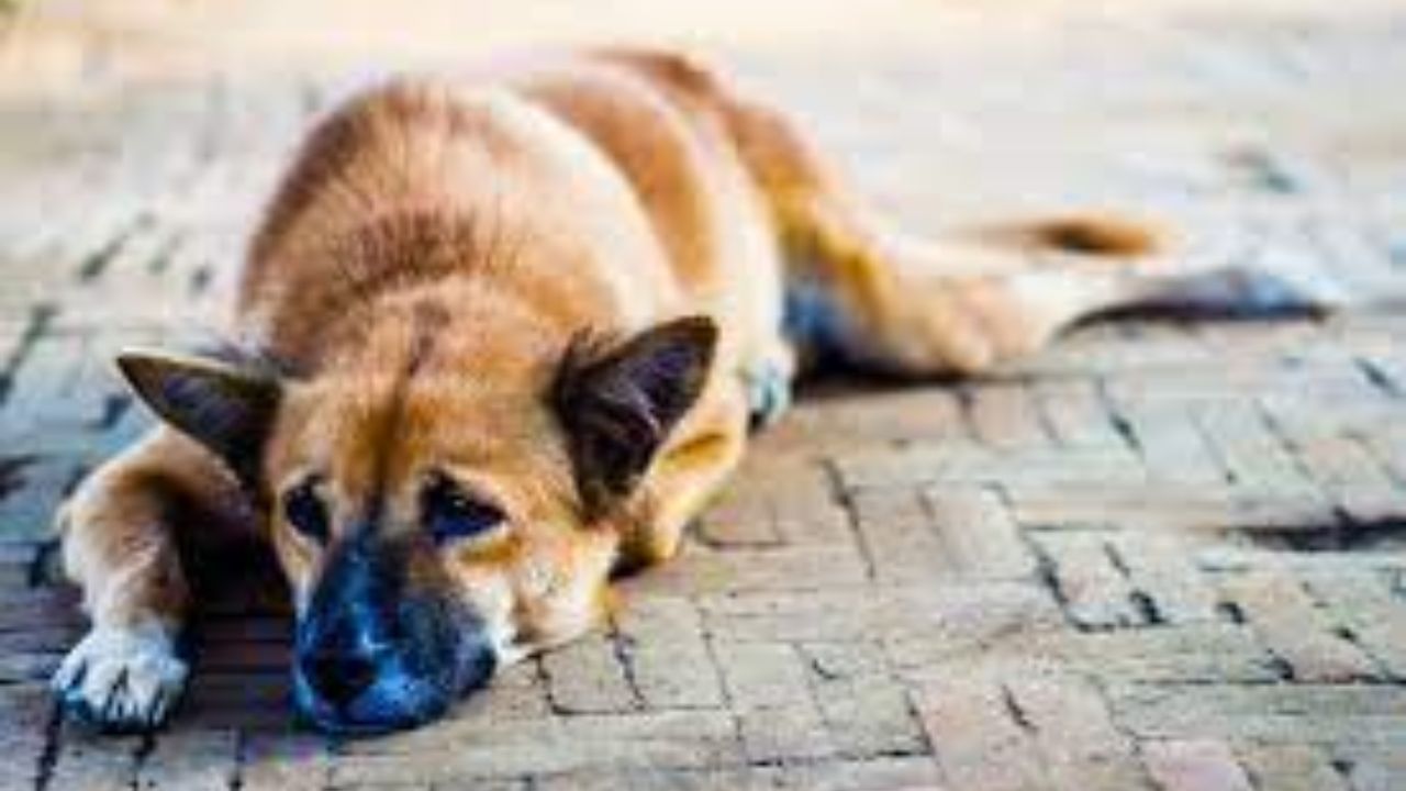 Stray Dog Raped: ব্যক্তির যৌন লালসার শিকার পথকুকুর, নিন্দার ঝড় সোশ্যাল মিডিয়ায়