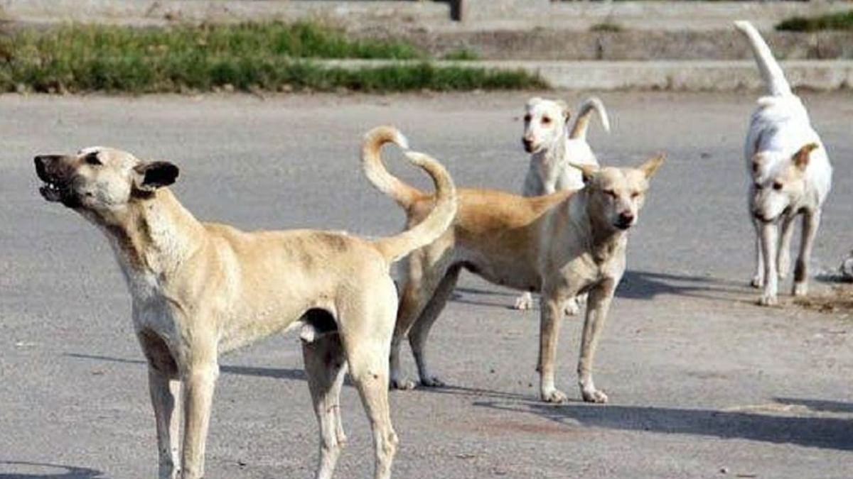 Stray Dogs: দুই শিশুকে ছিঁড়ে খেল কুকুরের দল
