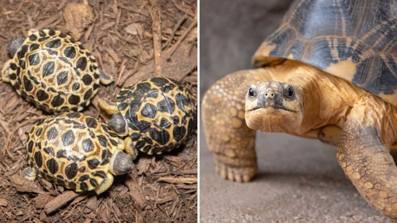 Tortoise: 90 বছরে বাবা হল বিপন্ন রেডিয়েটেড কচ্ছপ, 1997 সালের পর এই প্রথম তিন সন্তানের জন্ম