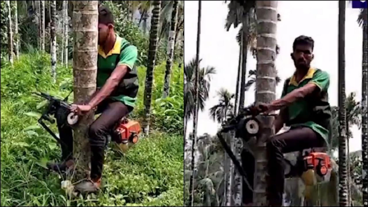 Viral Video: গাছে চড়ার জন্যও স্কুটার এসে গেল, মাত্র 30 সেকেন্ডে তরতর করে 275 ফুট লম্বা গাছের মগডালে