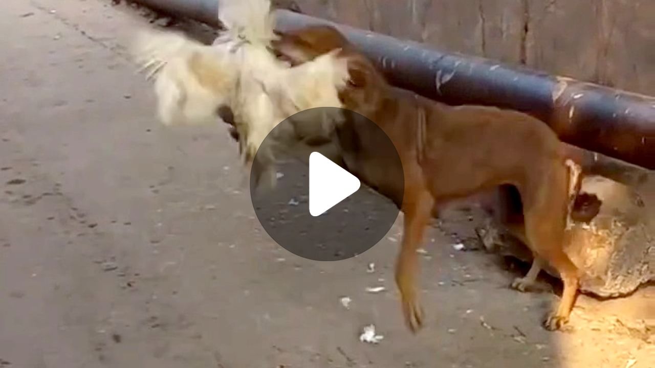 Dog Viral Video: মোরগের ভয়ে কাবু  কুকুর!