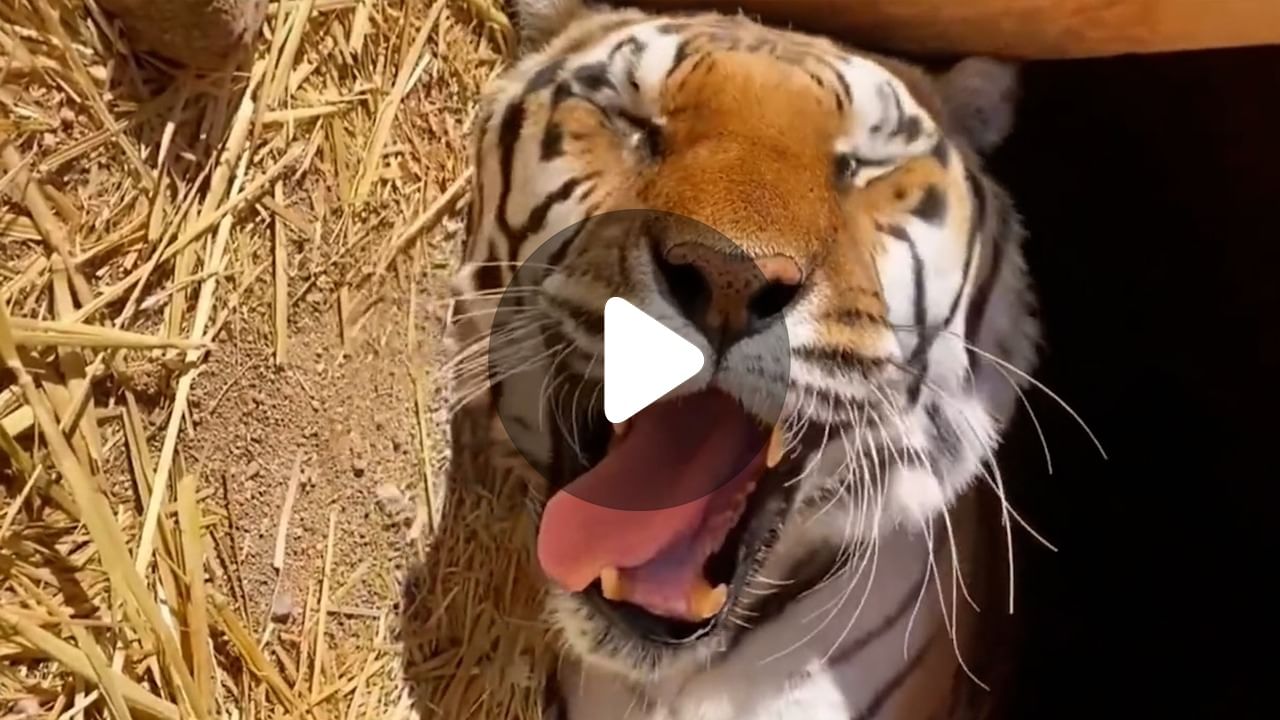 Viral Tiger Video: পোষ্য রয়্যাল বেঙ্গলের সঙ্গে কথা বলছেন মহিলা, পাল্টা উত্তর দিচ্ছে বাঘ