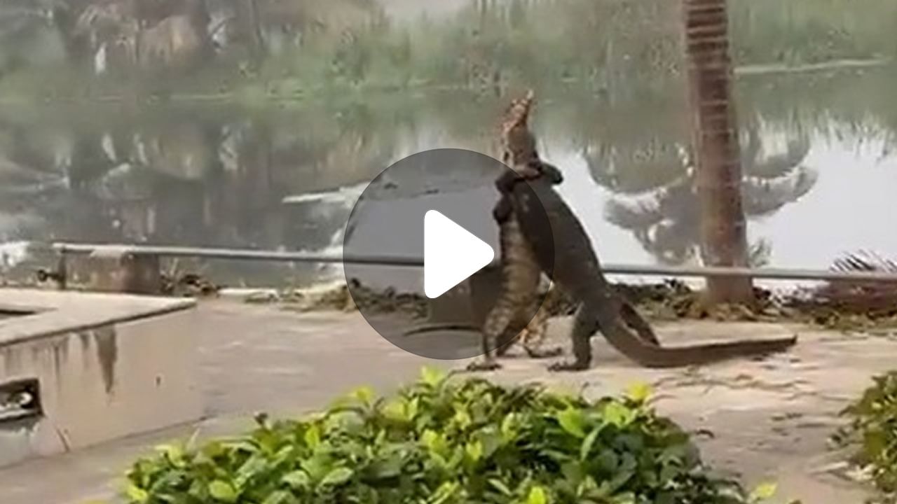 Viral Video গোসাপের গোঁসা, দেখেছেন কখনও? Bengali News Celebration