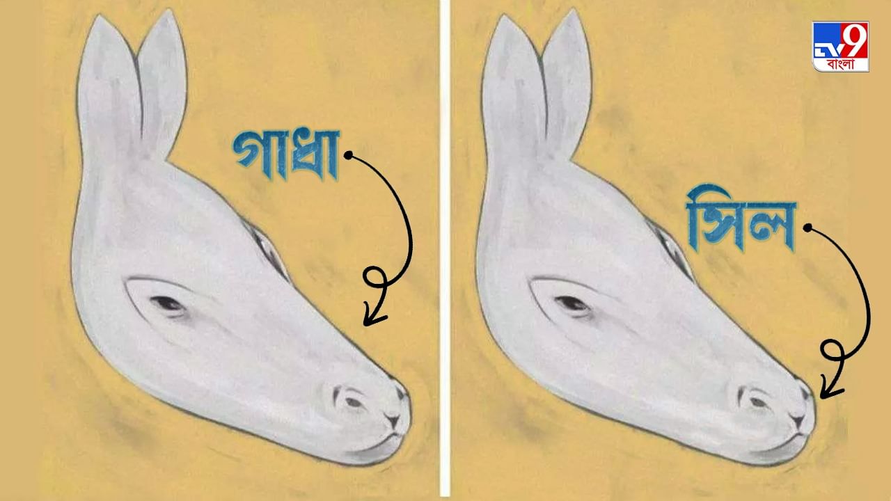 Optical Illusion Donkey And Seal