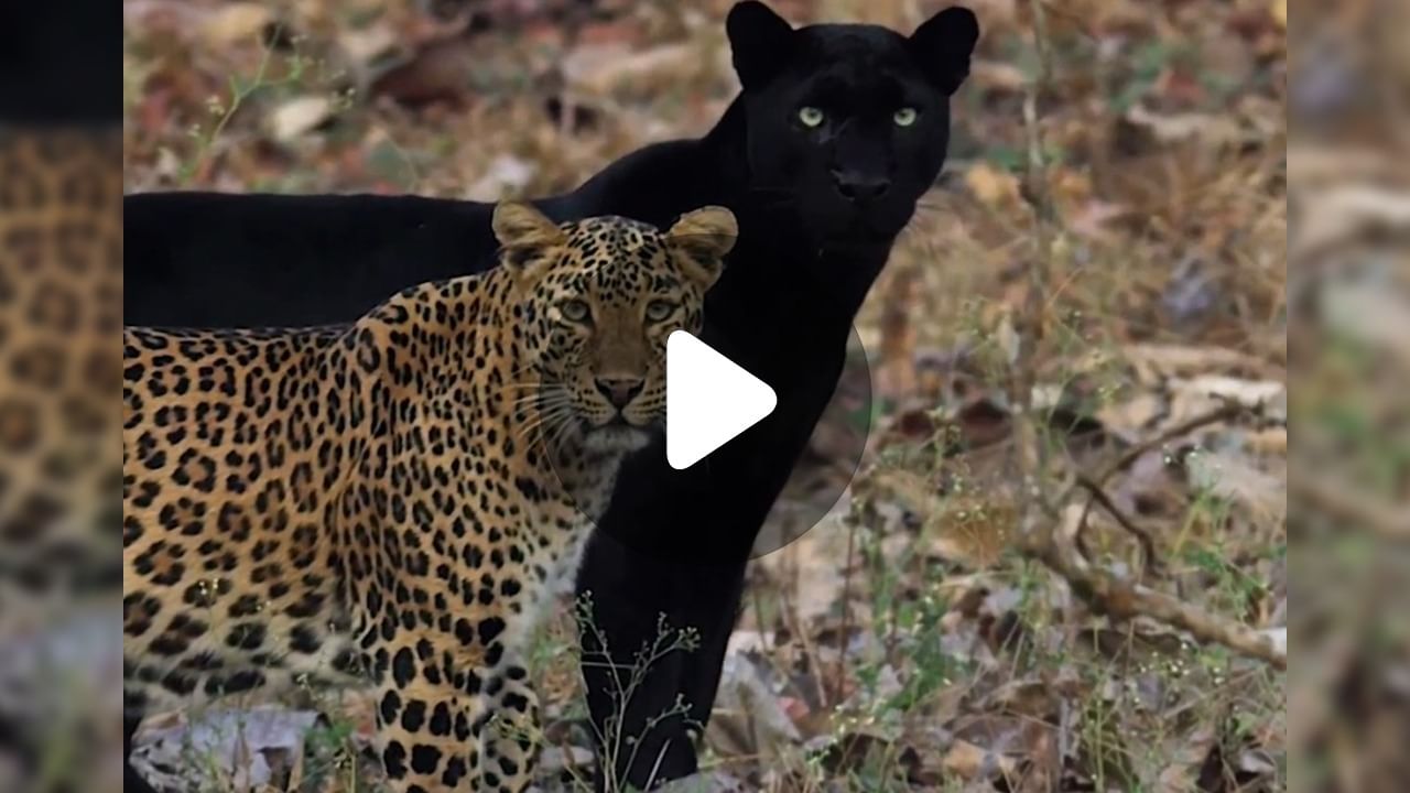 Black Panther Viral Video: জঙ্গলে ঘুরে বেড়াচ্ছে এক ব্ল্যাক প্যান্থার, দোসর লেপার্ড, ভাইরাল ভিডিয়ো