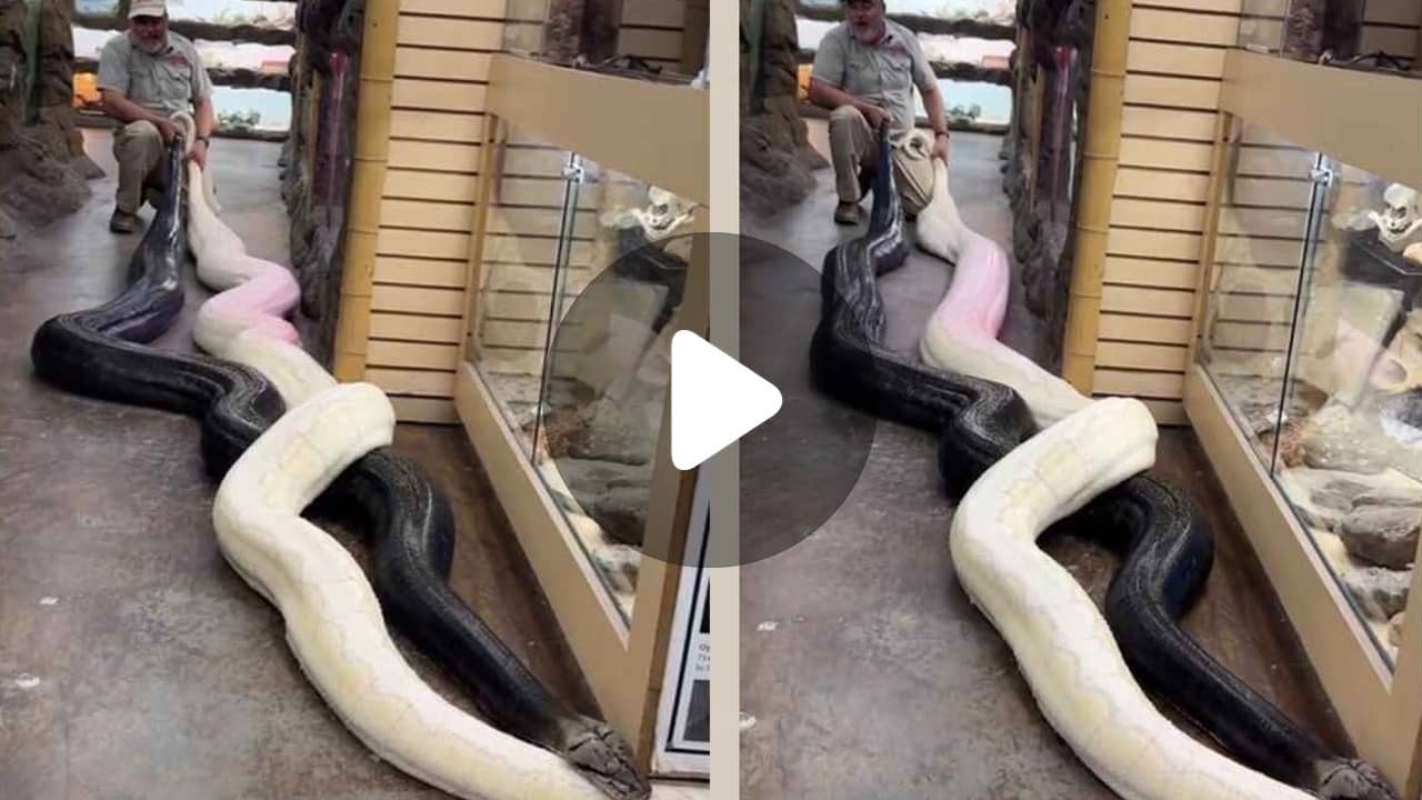 Viral Video: লেজ ধরে সাদাকালো দুই বিরাট অজগরের রাস্তা সহজ করে দিলেন, ব্যক্তির সাহসিকতায় নেটিজ়েনরা অবাক