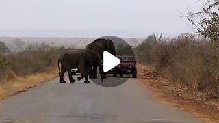 Car Viral Video: গাড়ির পিঠে গাড়ি উঠে ছুটল রাজপথে