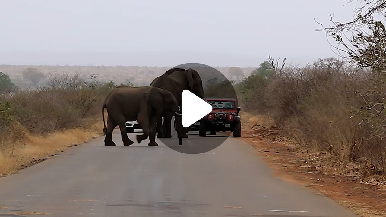 Elephant Viral Video: সঙ্গীর জন্য দাঁড়িয়ে হাতি, গাড়ি আটকে কেন অপেক্ষা করছিল হাতি?