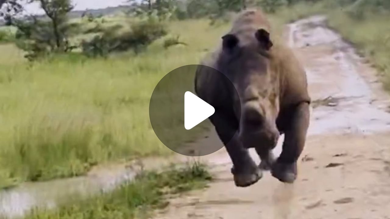 Rhino Viral Video: পর্যটকদের তাড়া গণ্ডারের!