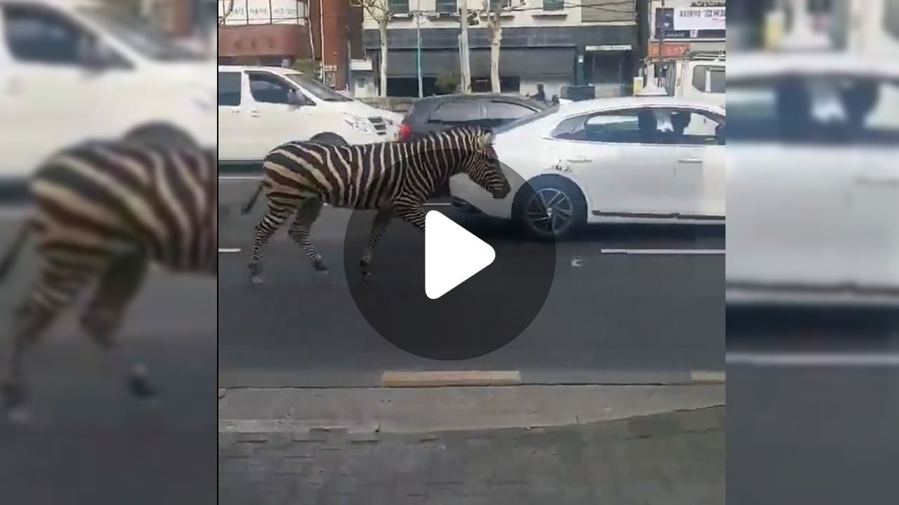 Zebra Crossing Viral Video: জেব্রা ক্রসিং পার করছে জেব্রা!