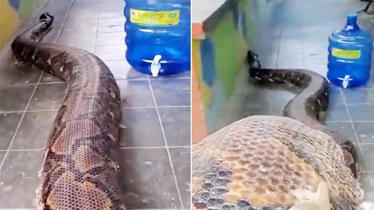 Viral Video: বিশ্বের সবথেকে বড় সাপ, প্রাপ্তবয়স্ক মানুষ গিলে খায়, নড়তে-চড়তেই এক বছর