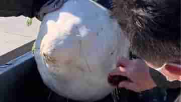 Heaviest Radish Video: ঠিক যেন মিসাইল! বিশ্বের সবথেকে বড় মুলো নাম তুলল গিনেস ওয়ার্ল্ড রেকর্ডে, ভাইরাল হল ভিডিয়ো
