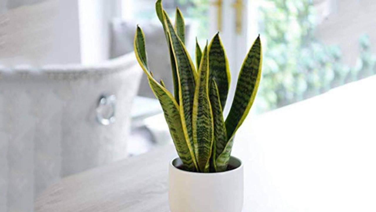 Lucky Plant: দোলপূর্ণিমায় বাড়িতে আনুন এই বিশেষ গাছ, বিপদ কাটবে দ্রুত, খুলে যাবে ভাগ্যে দরজা