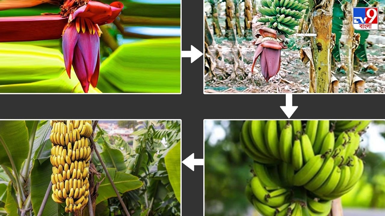 Curved Bananas: কলা কেন সোজা হয় না? ছোটবেলার এই প্রশ্নের উত্তর দেবে বিজ্ঞান