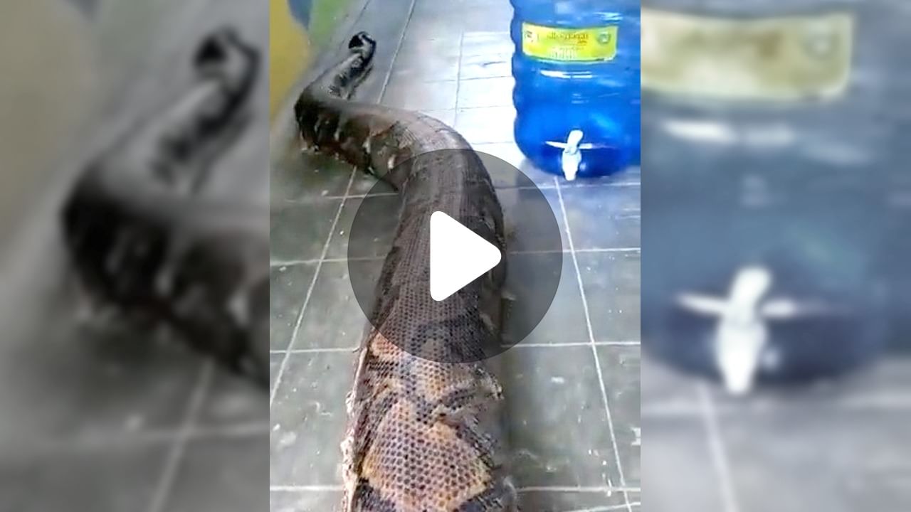 Snake Viral Video: বিশ্বের বৃহত্তম এবং দীর্ঘতম সাপ দেখেছেন? সোশ্যাল মিডিয়ায় ভাইরাল ভিডিয়ো