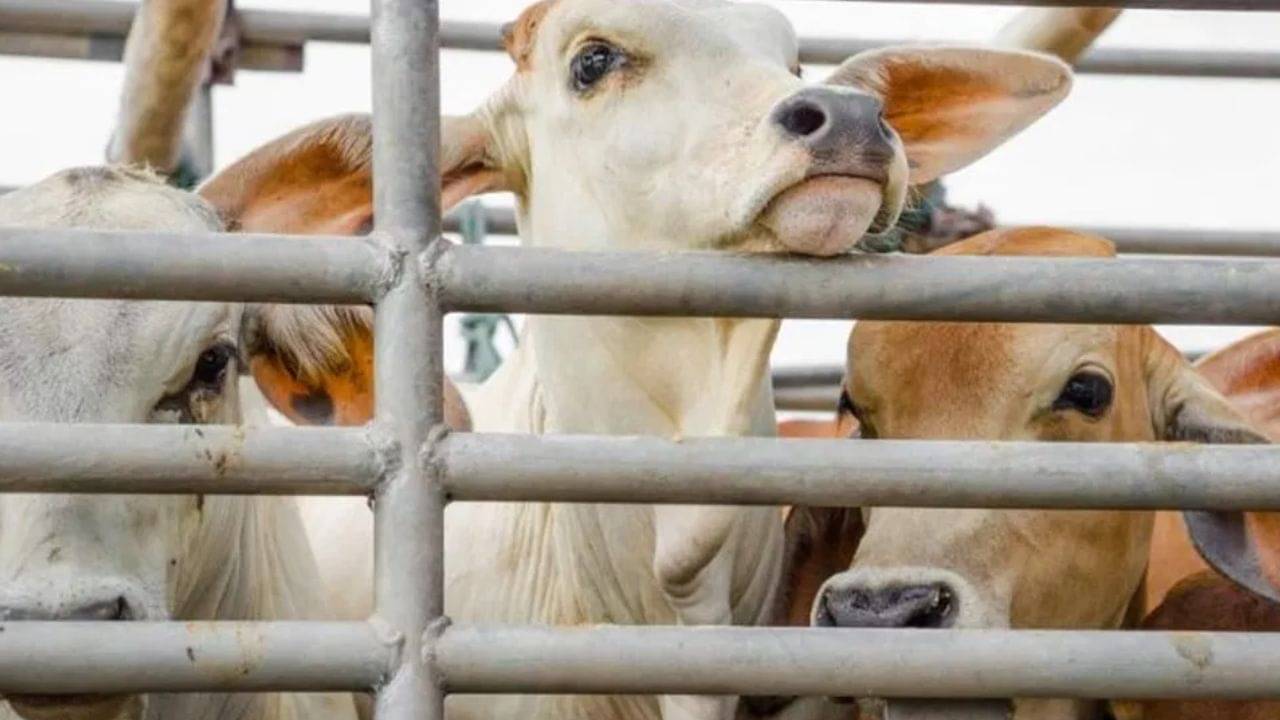 Cattle Smuggling Case: জবাবে অসন্তুষ্ট, গরু পাচার মামলায় ফের তলব চালকল মালিককে