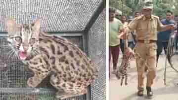 Leopard Cat: গাছের মগডালে উঠে সে কী দুর্ভোগ, বনকর্মীরা এসে ঠ্যাং ধরে নামিয়ে আনে ছোট্ট লেপার্ড ক্যাটকে